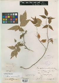 Toxicodendron phaseoloides image