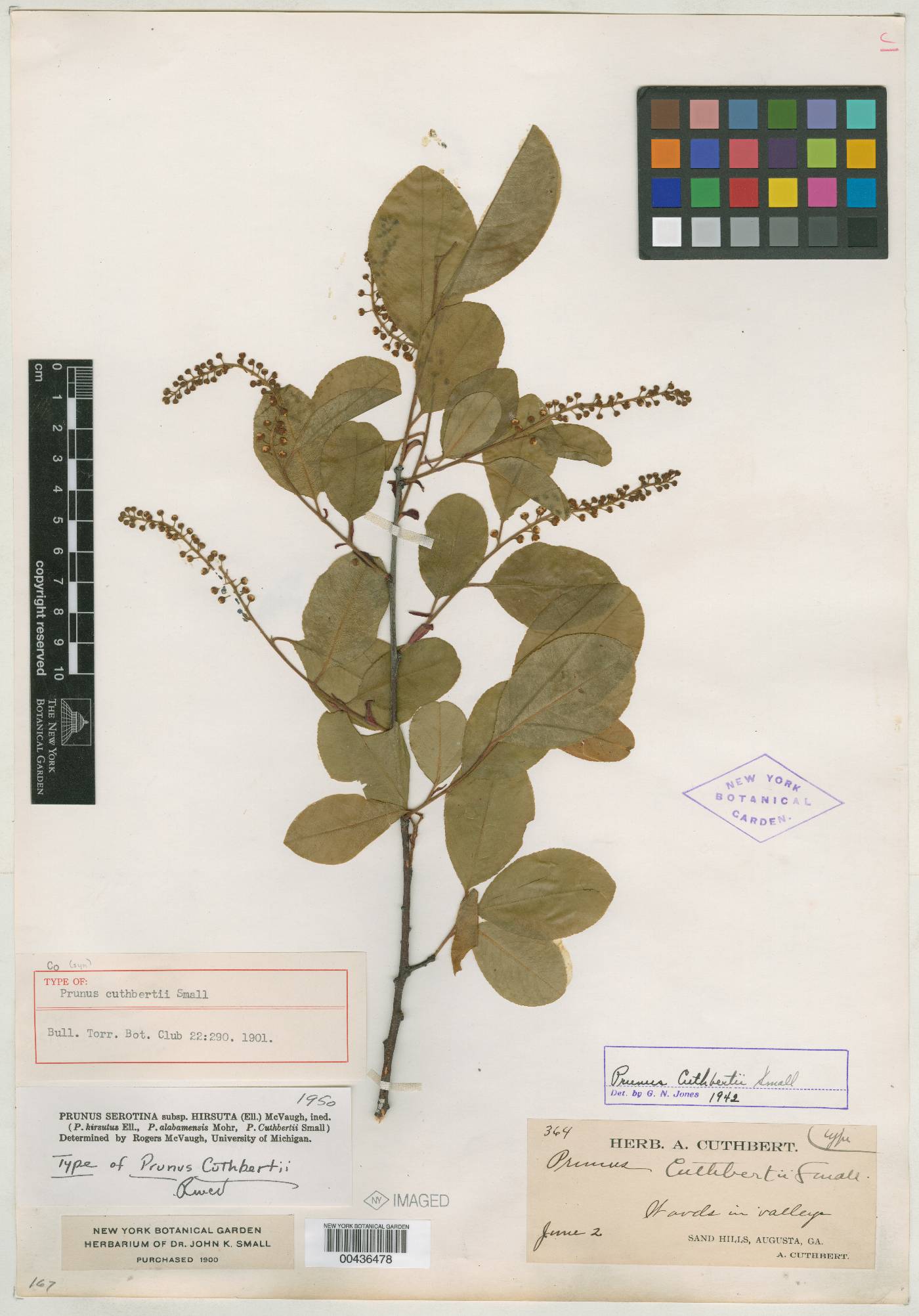 Prunus serotina subsp. hirsuta image