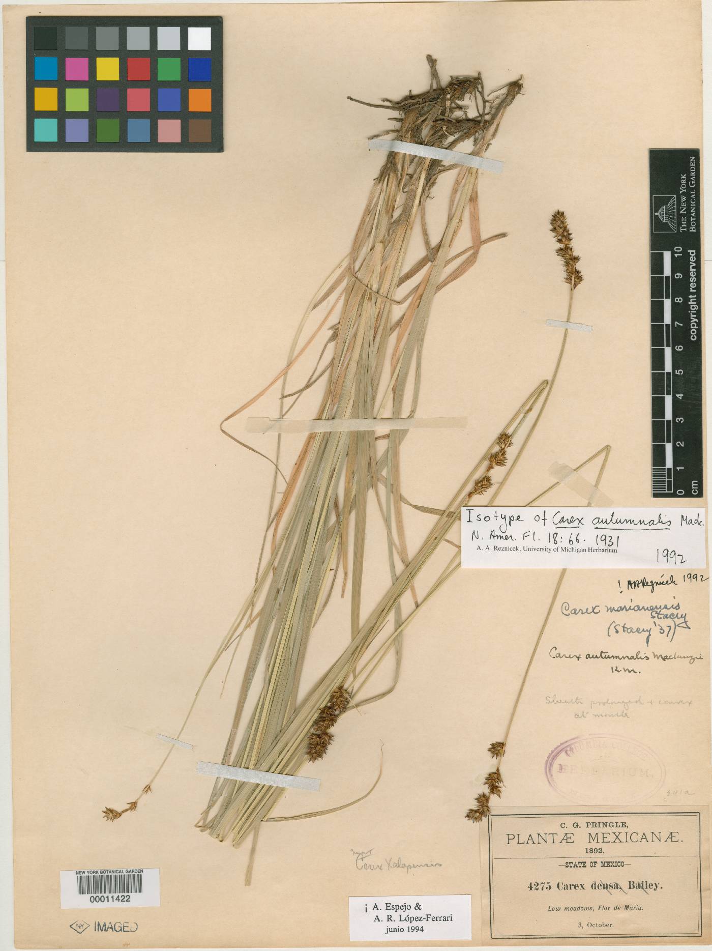 Carex autumnalis image