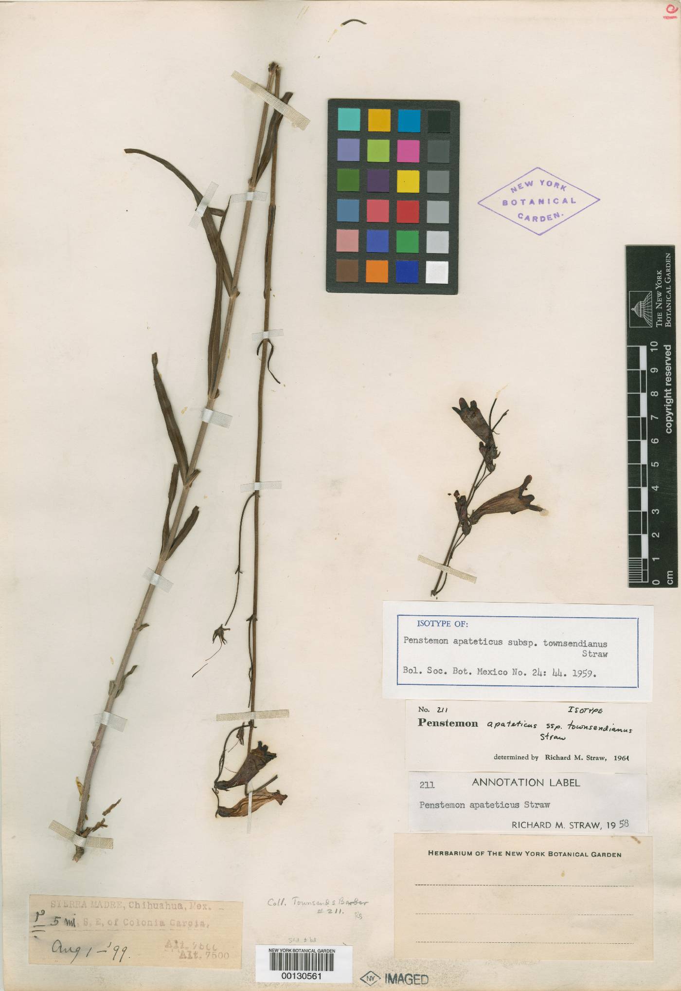 Penstemon apateticus subsp. townsendianus image