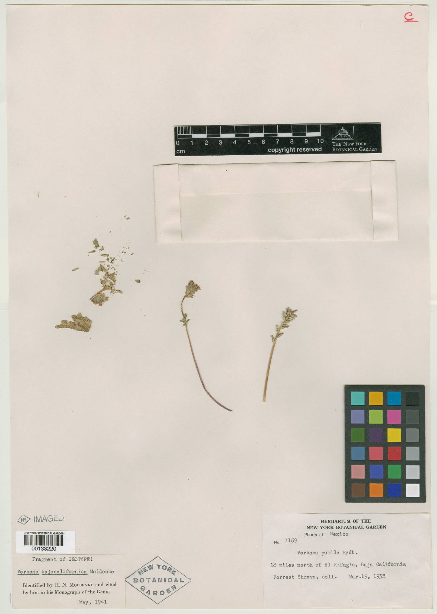 Verbena bajacalifornica image