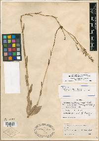 Thelypodium sagittatum var. ovalifolium image