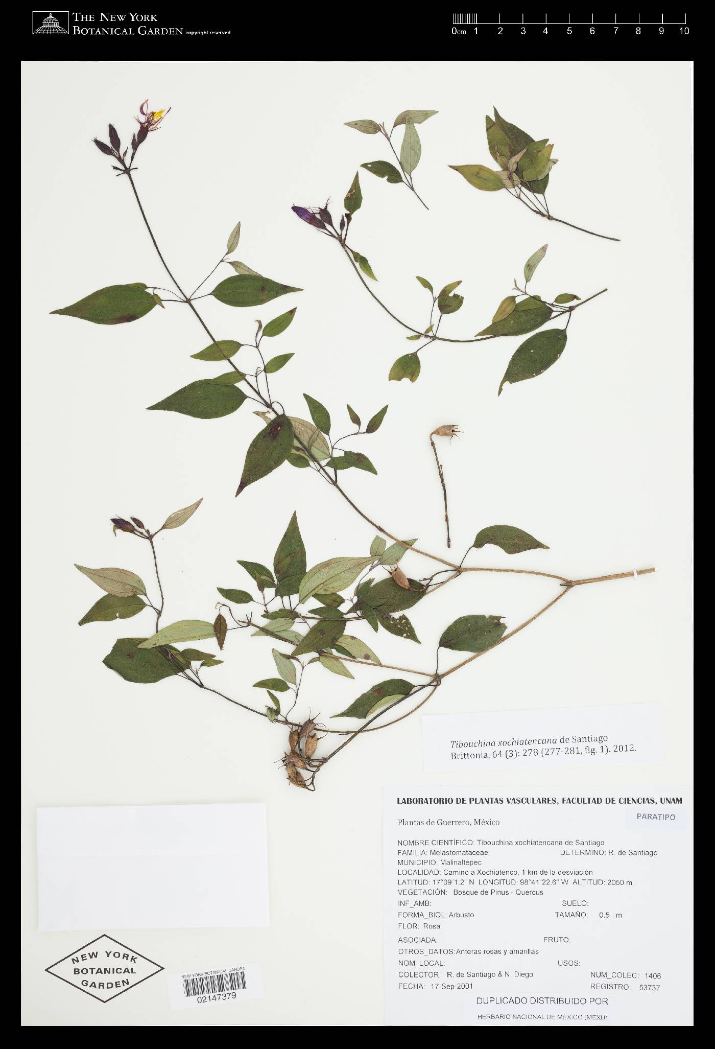 Tibouchina xochiatencana image