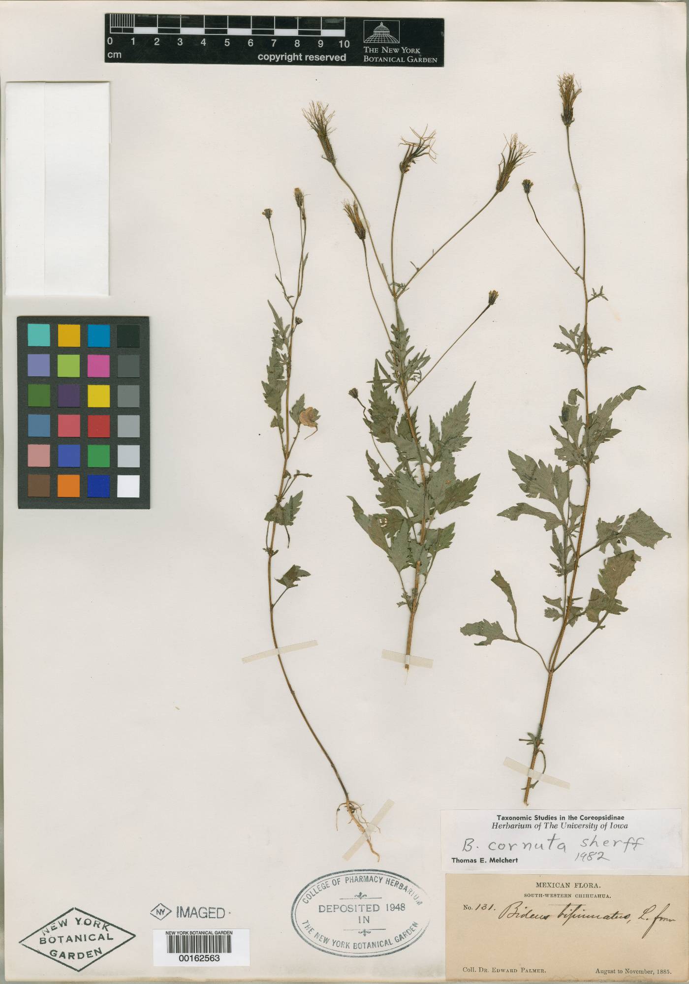 Bidens cornuta image