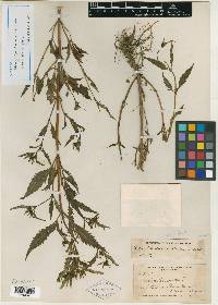 Bidens heterodoxa image