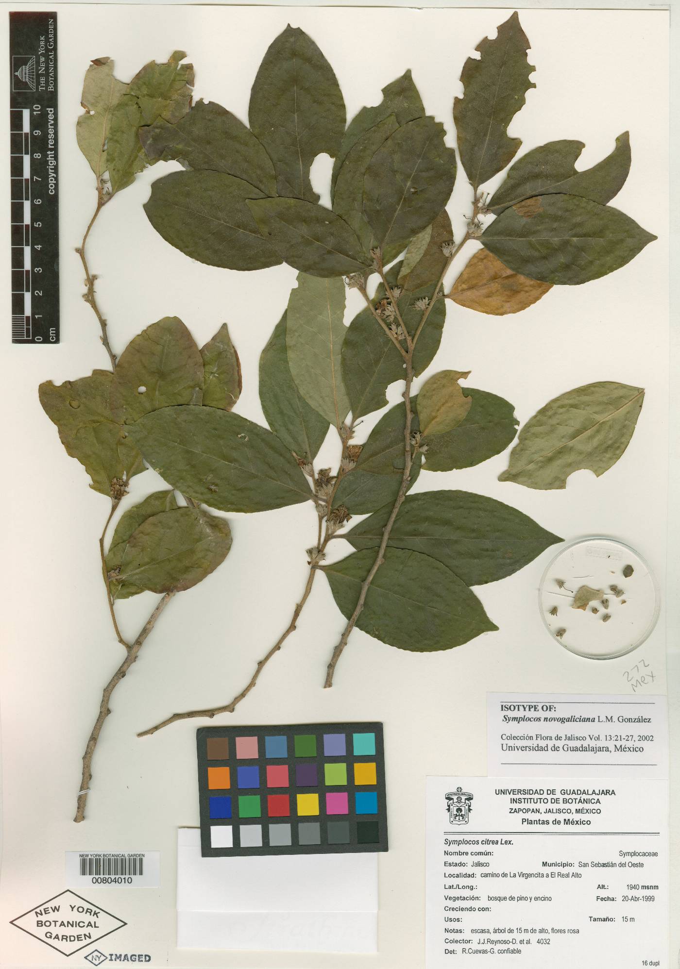 Symplocos novogaliciana image