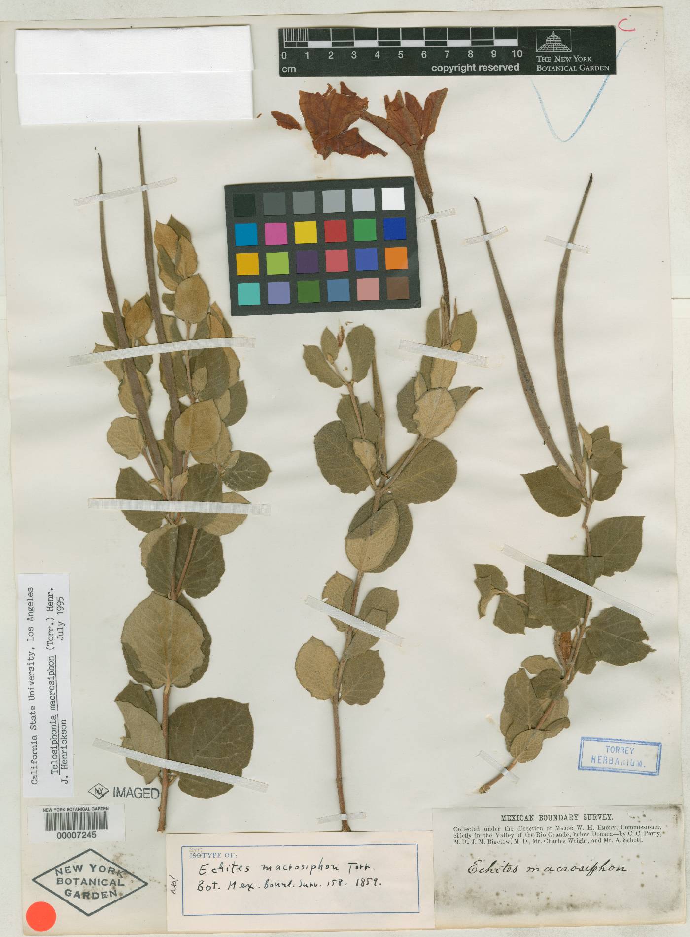 Echites macrosiphon image