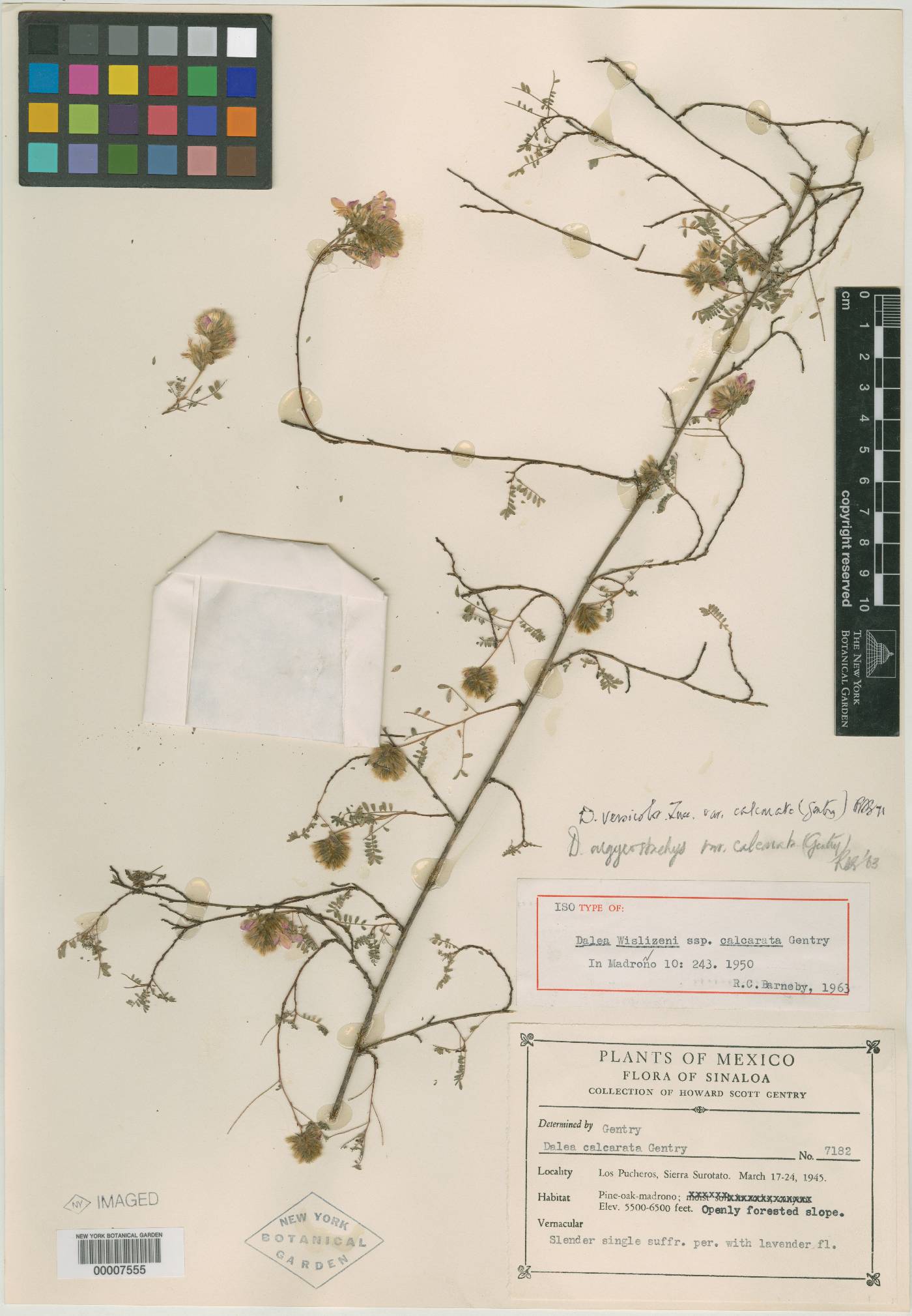 Dalea versicolor var. glabrescens image