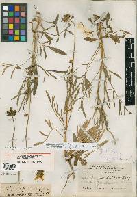 Coreopsis grandiflora image