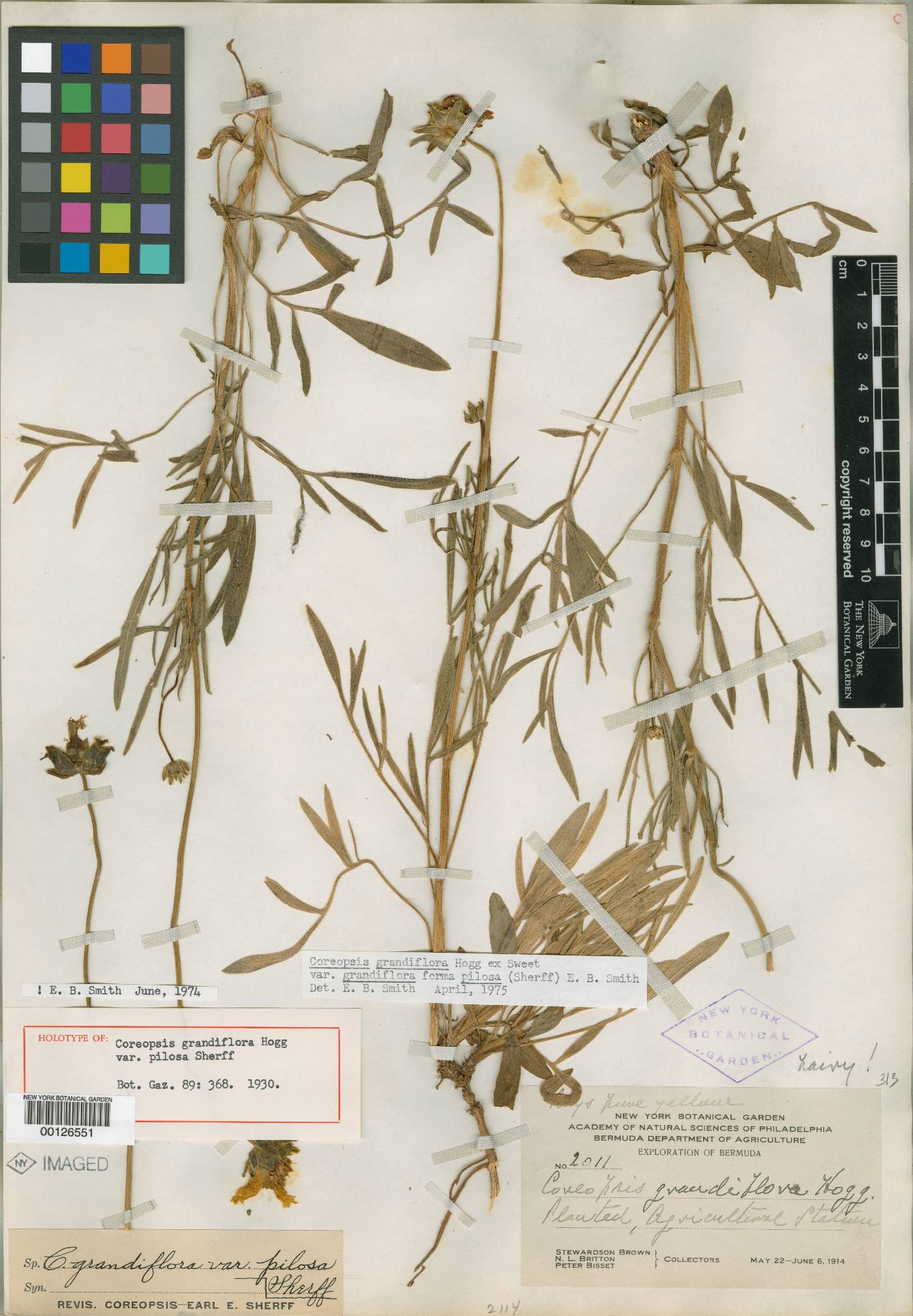 Coreopsis grandiflora var. pilosa image