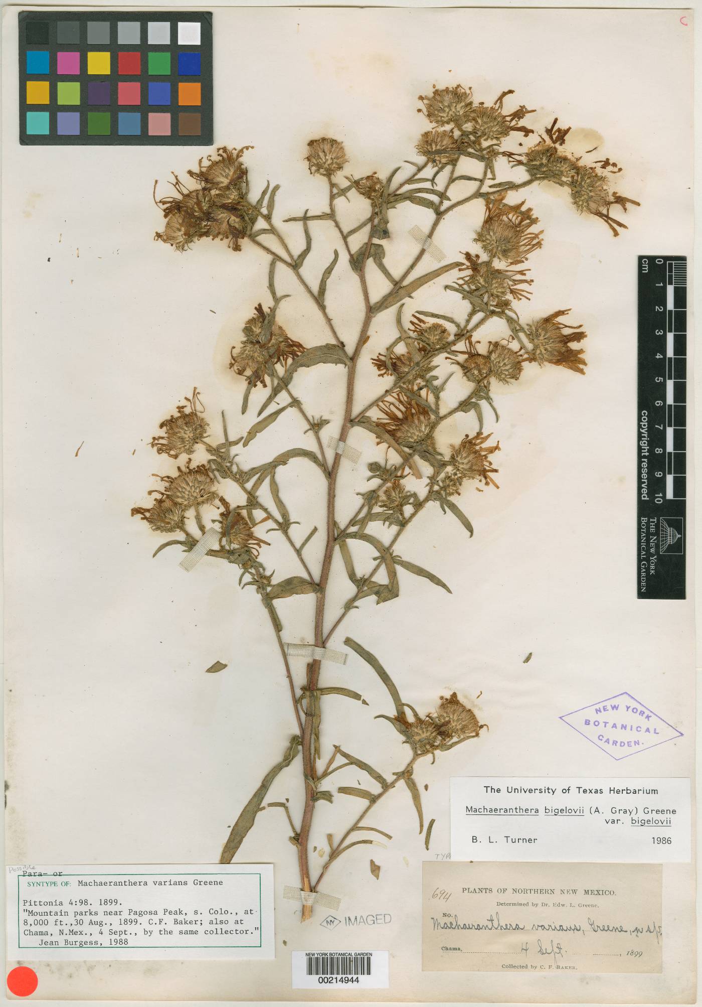 Machaeranthera varians image