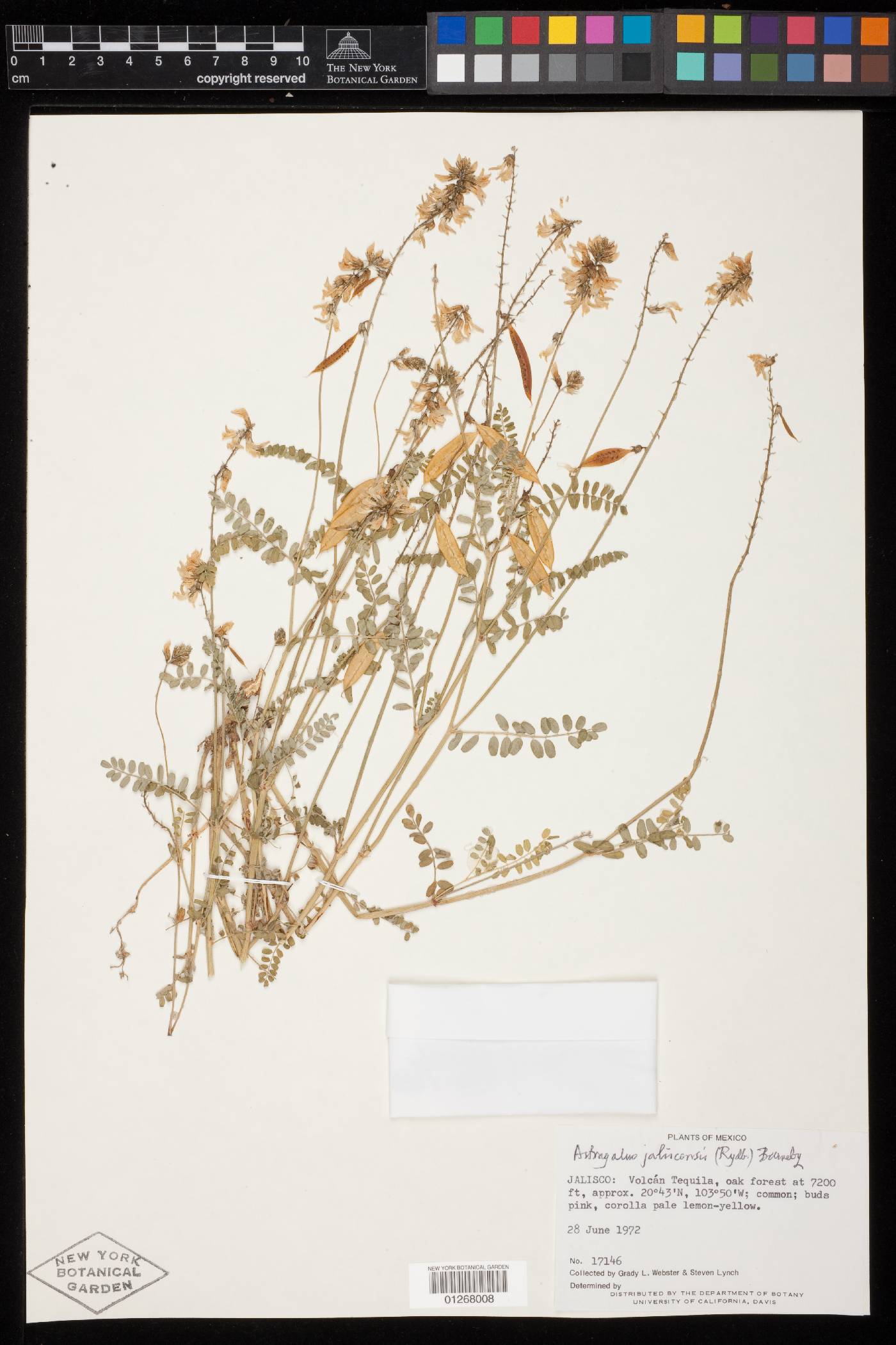 Astragalus jaliscensis image