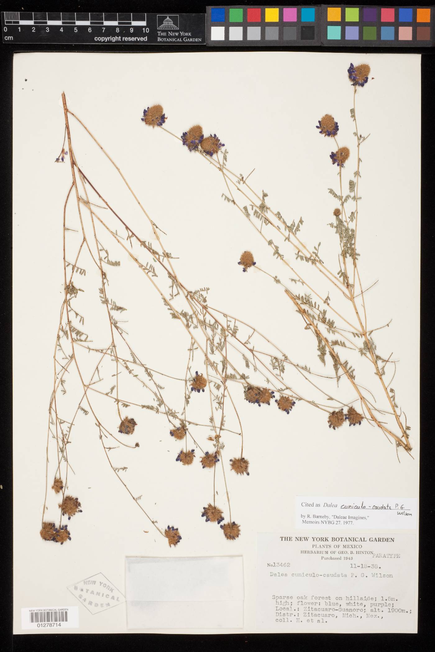 Dalea cuniculo-caudata image