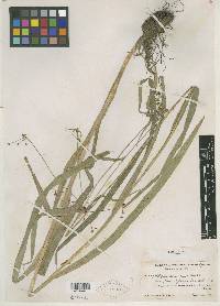Scirpus atrovirens var. flaccidifolius image