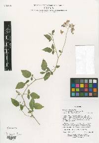 Solanum perlongistylum image