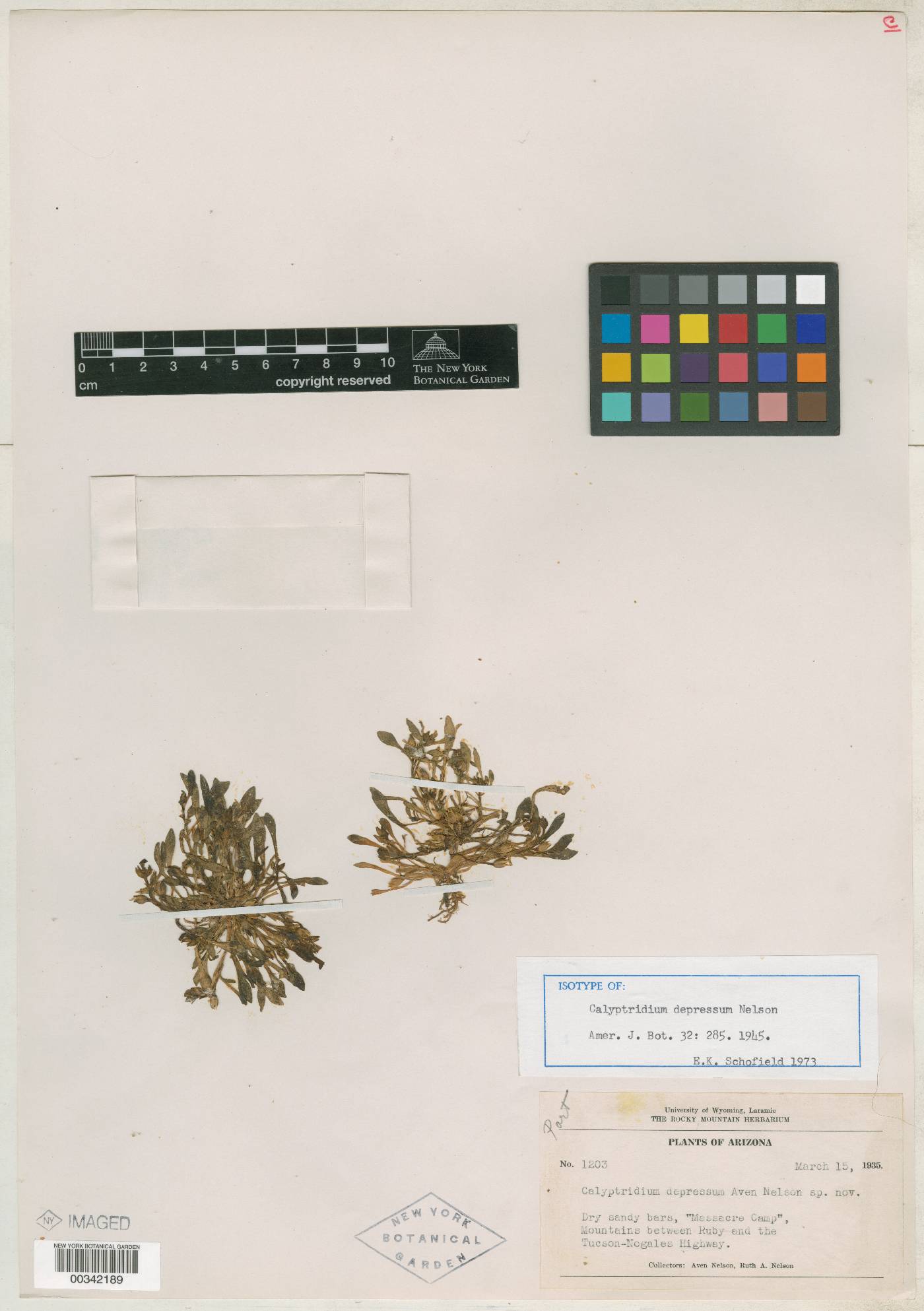 Calyptridium depressum image