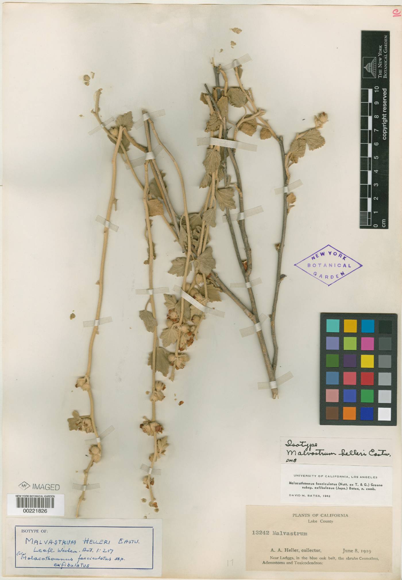 Malvastrum helleri image