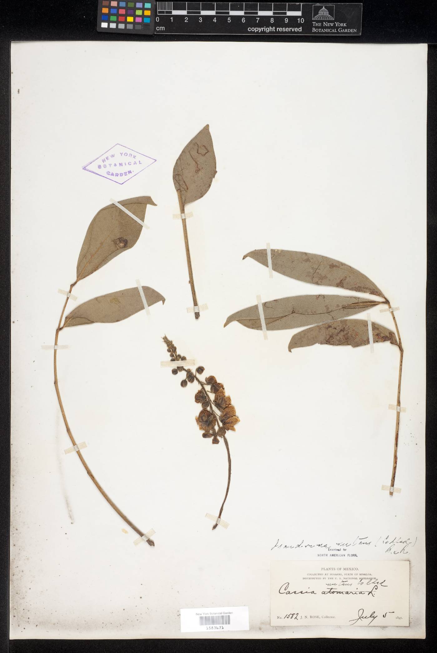 Senna mollissima var. glabrata image