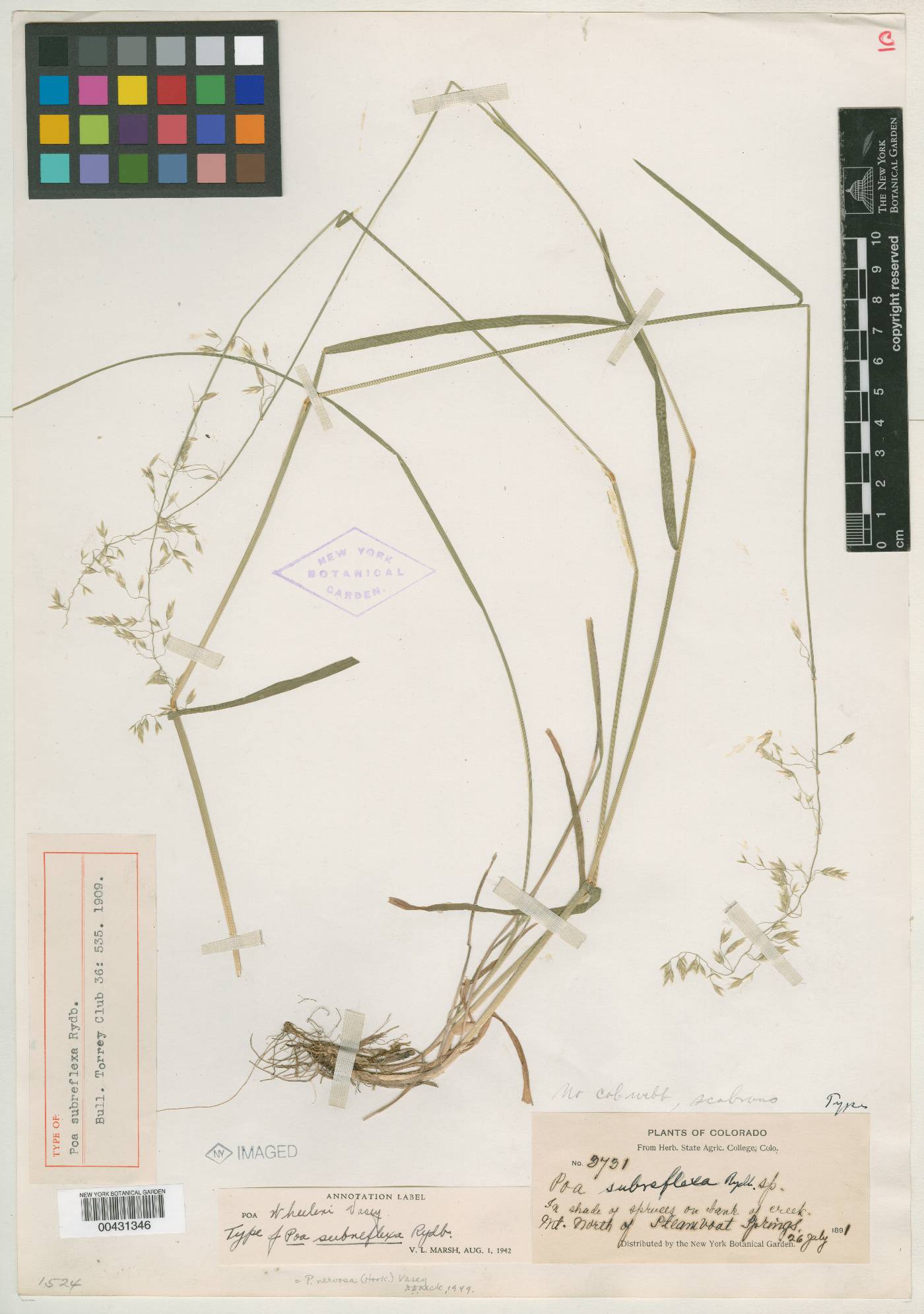 Poa subreflexa image