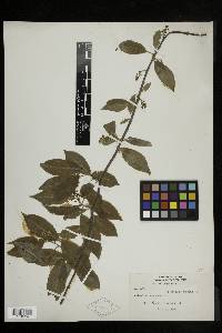 Celastrus scandens image