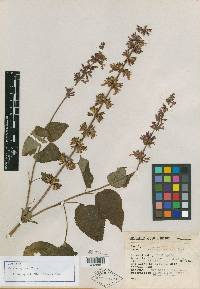 Salvia sapinea image