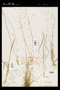 Poa autumnalis image