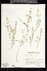 Galium matthewsii image