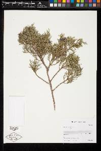 Juniperus ashei image