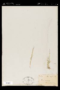 Muhlenbergia asperifolia image