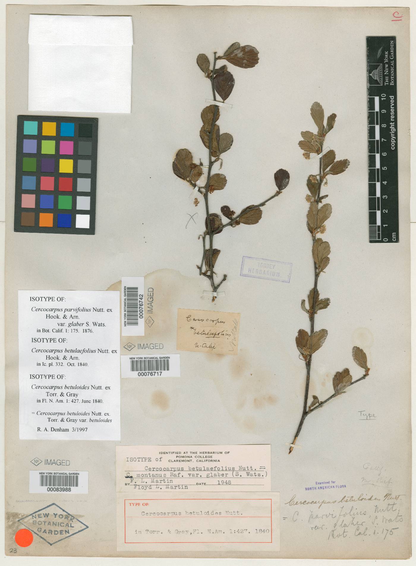 Cercocarpus betulifolius image