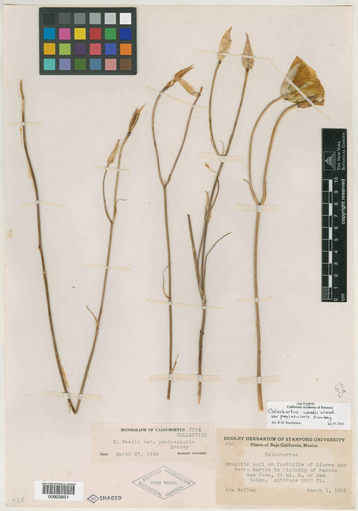 Calochortus weedii var. peninsularis image