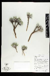 Physaria eriocarpa image