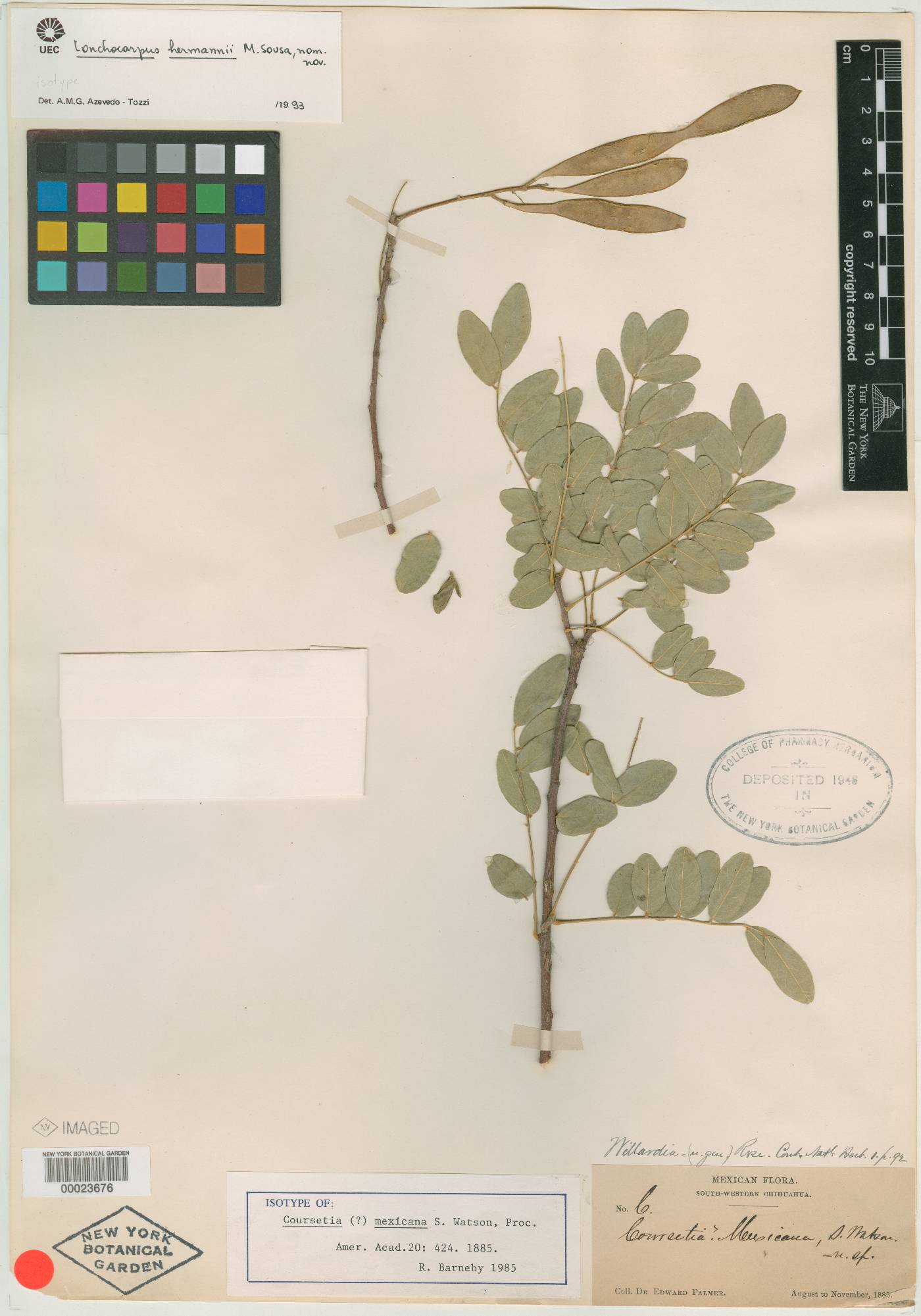 Lonchocarpus hermannii image