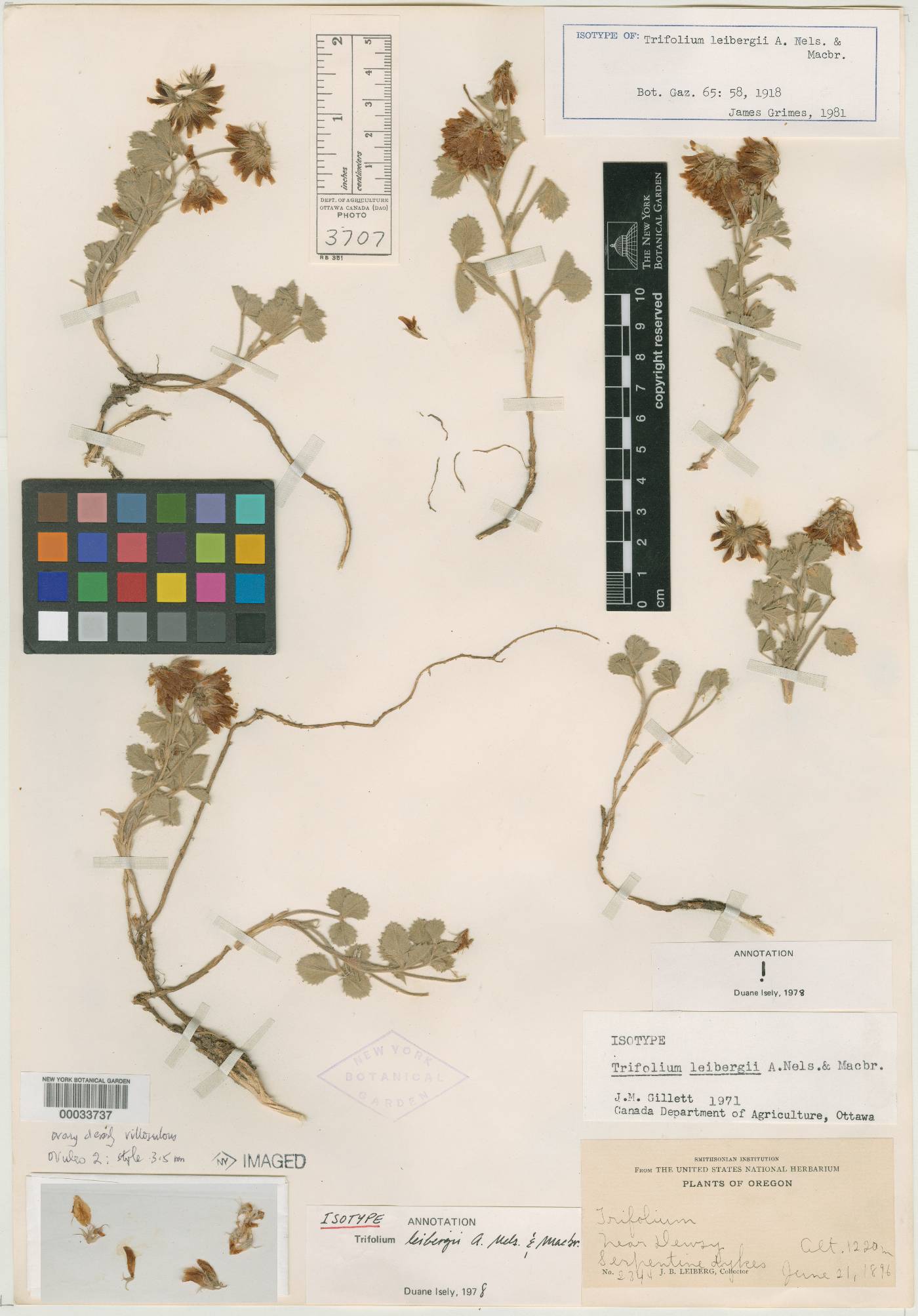 Trifolium leibergii image