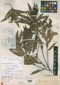 Ocotea tampicensis image