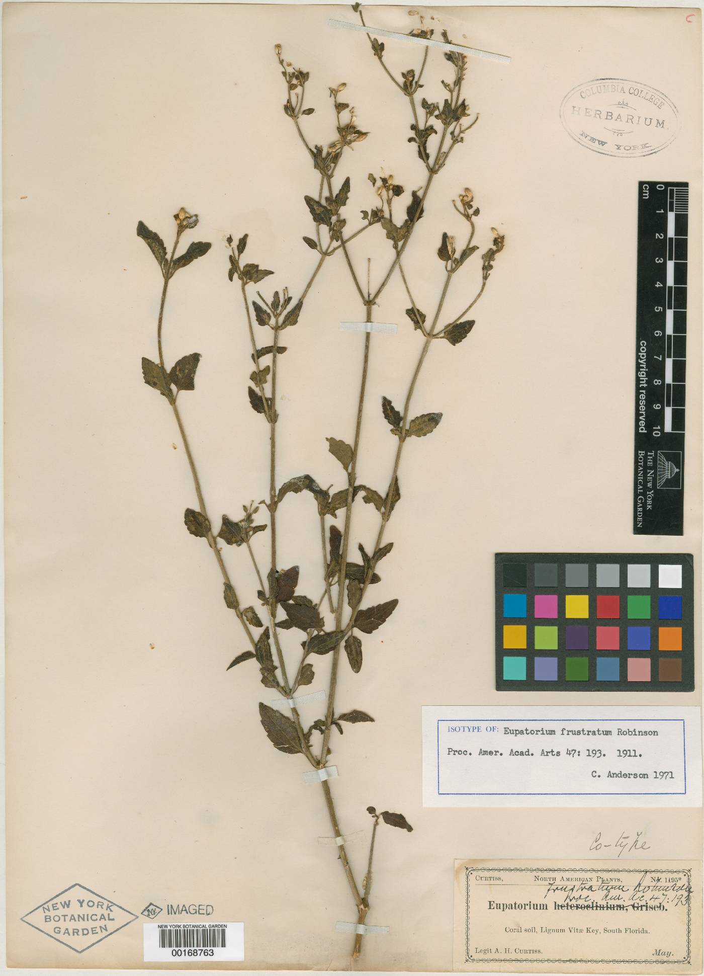 Eupatorium frustratum image