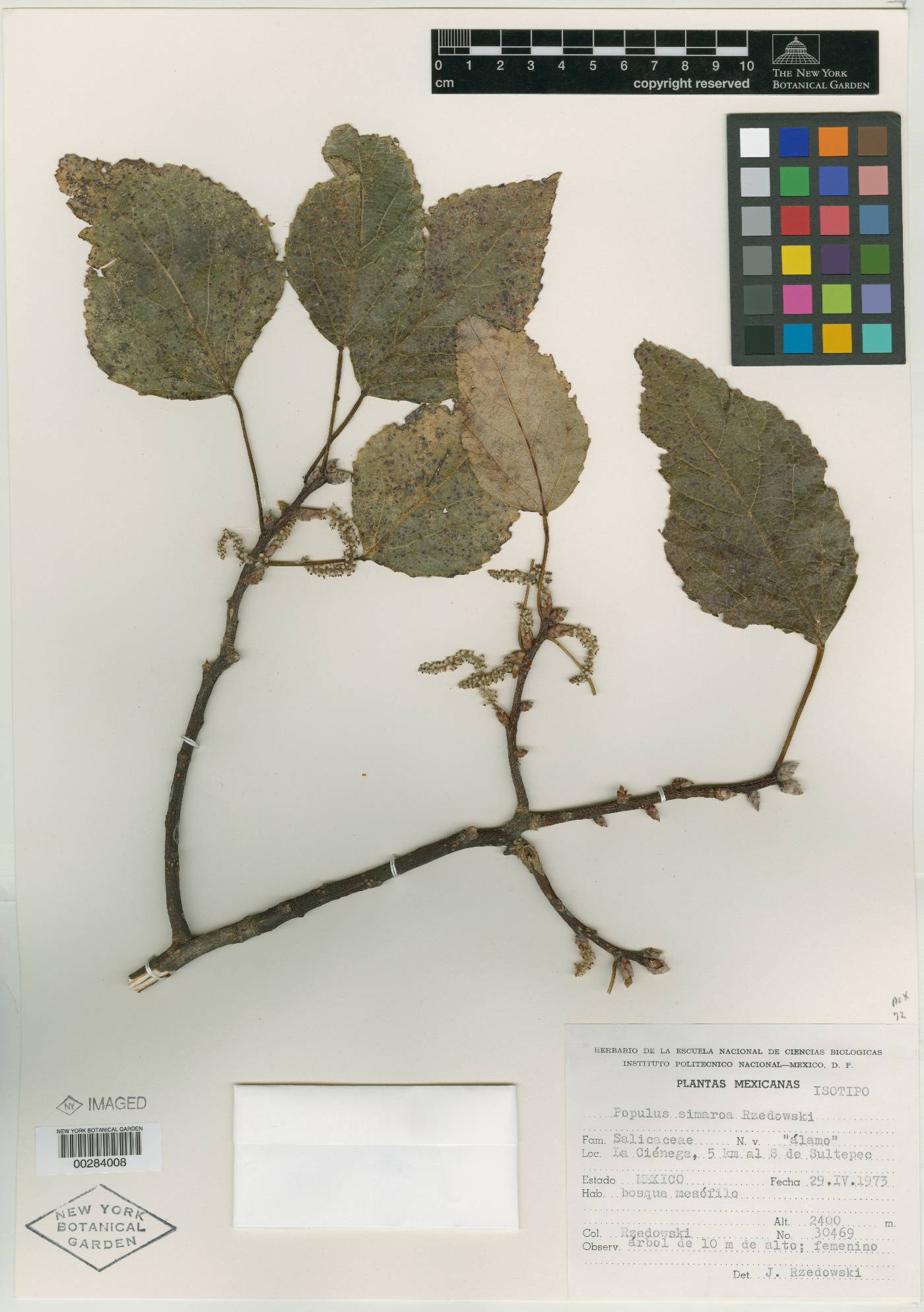 Populus simaroa image