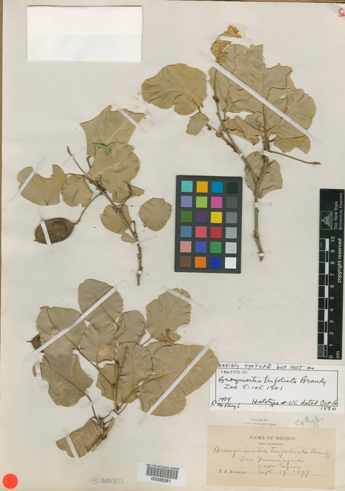 Brongniartia trifoliata image