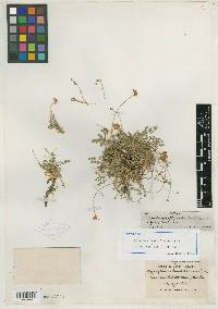 Cymopterus humboldtensis image