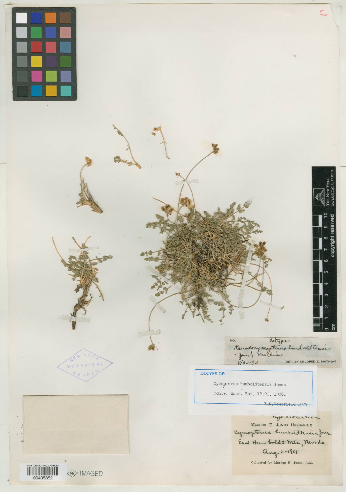 Cymopterus humboldtensis image