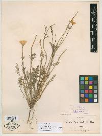 Eschscholzia floribunda image