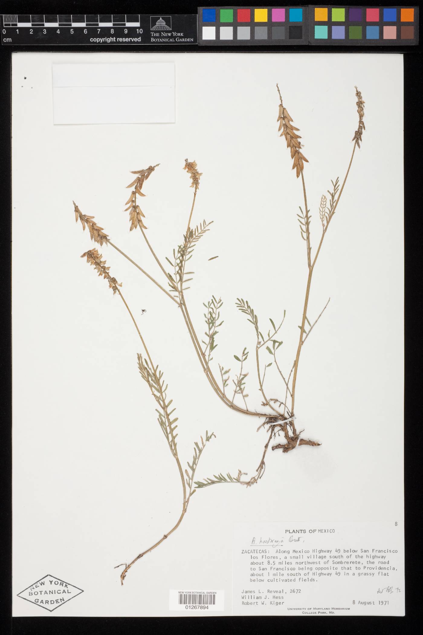 Astragalus hartwegii image