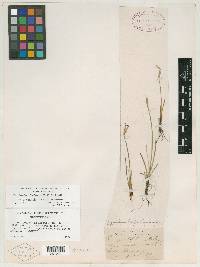 Sisyrinchium septentrionale image