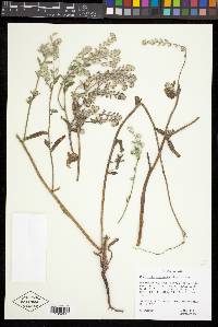 Cryptantha barbigera image