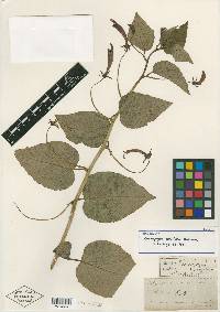 Centropogon cordifolius image