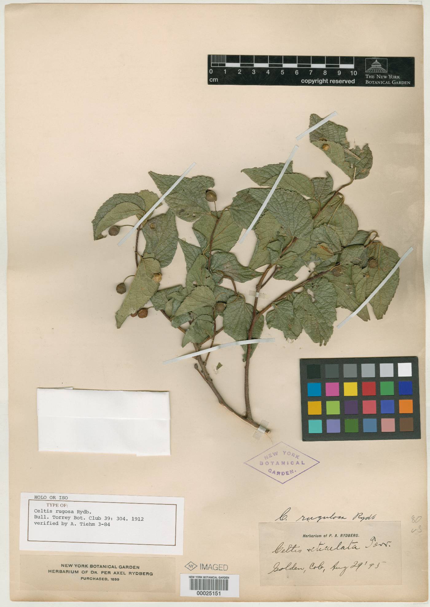 Celtis rugosa image