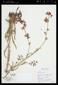 Eriogonum alatum image