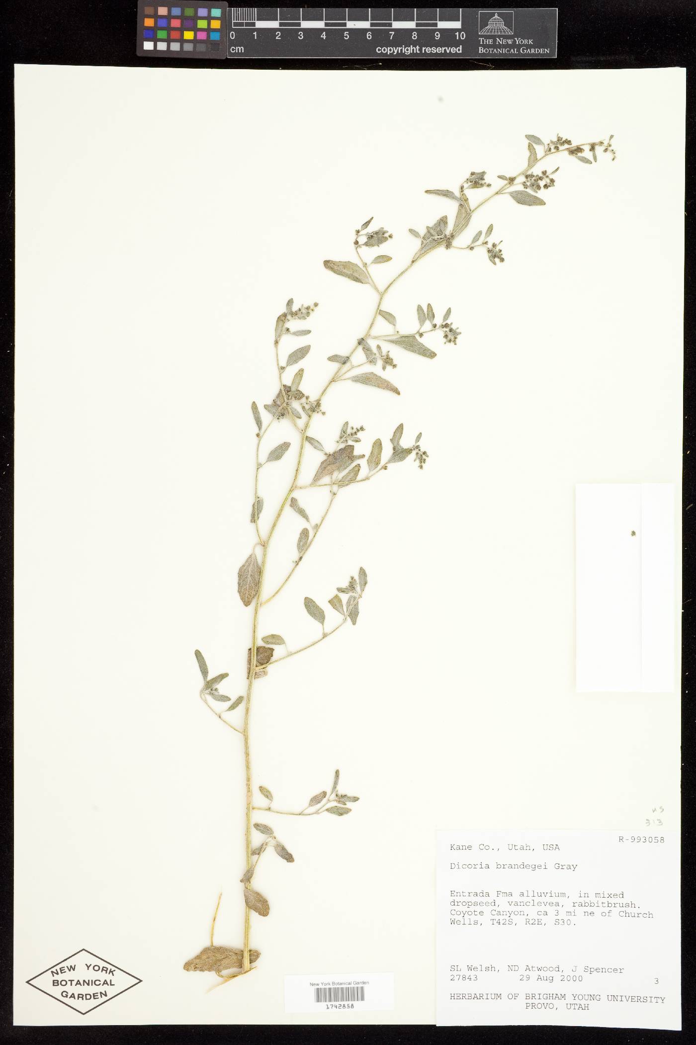 Dicoria canescens subsp. brandegeei image