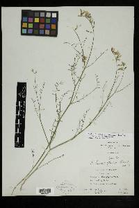 Astragalus cusickii image