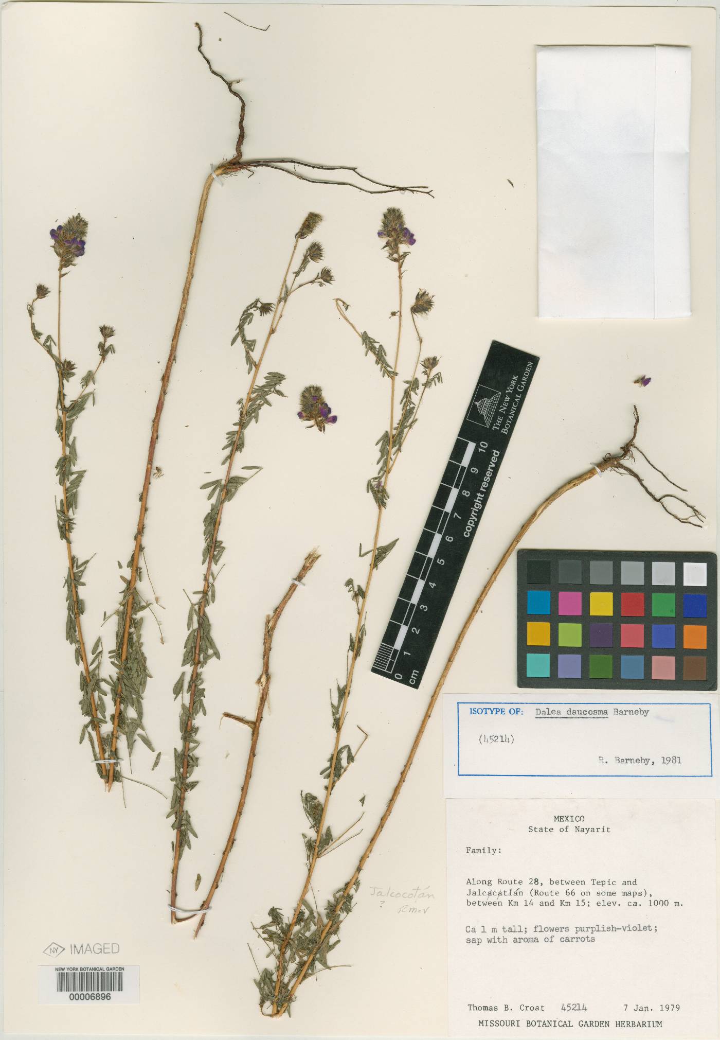 Dalea daucosma image